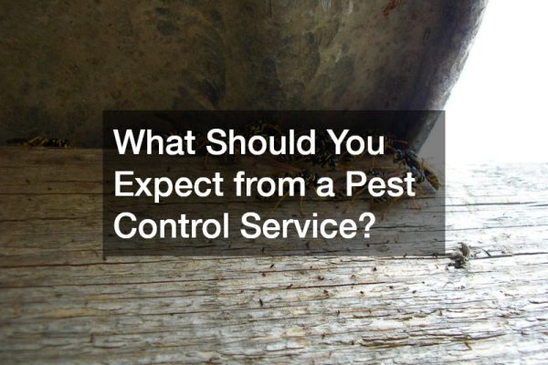 What Should You Expect from a Pest Control Service?